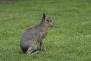 Mara or Patagonian Hare (Dolichotis patagonum)