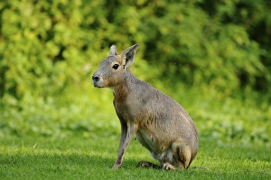 A mara sits in a meadow with a lush green background