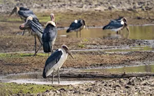 Marabou (Leptoptilos crumenifer)