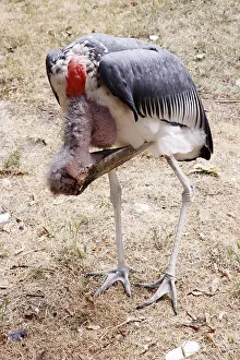 Marabou (Leptoptilos crumeniferus) in a zoo
