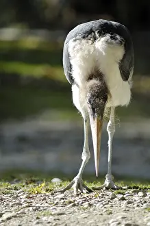 Marabou Stork (Leptoptilos crumeniferus)