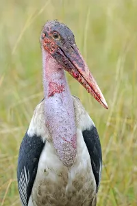 Marabou stork (Leptoptilos crumeniferus) with blood on its beak