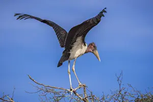 Marabou stork (Leptoptilos crumeniferus) on a tree