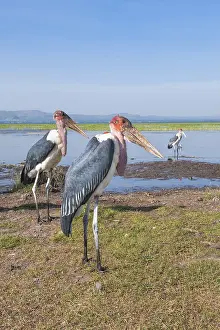 Marabou Storks (Leptoptilos crumeniferus)
