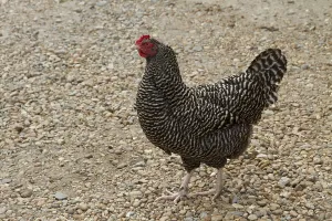 Maran hen