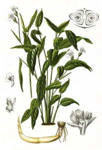 Maranta arundinacea is a useful plant