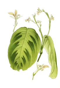 Maranta bicolor var, Kerchoviana