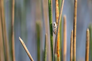 Marble reed frog (Hyperolius marmoratus)
