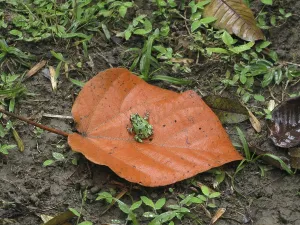 Marbled Burrowing Frog (Scaphiophryne marmorata)