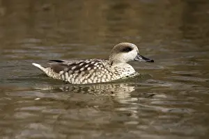 Marbled Duck (Marmaronetta angustirostris)