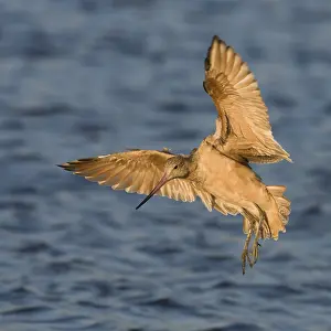 Marbled Godwit (Limosa fedoa) flying