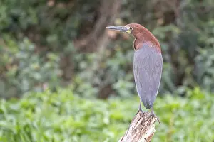 Marbled heron (Tigrisoma lineatum)
