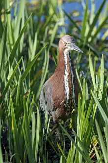 Marbled heron (Tigrisoma lineatum) in the reeds in the wild