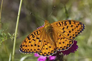 Marbled marbled fritillary (Brenthis daphne)