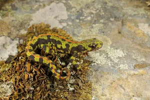 Marbled Newt (Triturus marmoratus) adult