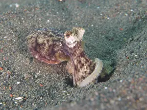 A marbled octopus (Amphioctopus aegina) emerges from the sand and shows its tentacles