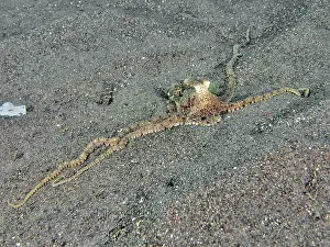 Framed Print : A marbled octopus (Amphioctopus aegina) spreads on sandy seabed