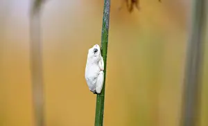 Marbled Reed Frog (Hyperolius marmoratus)