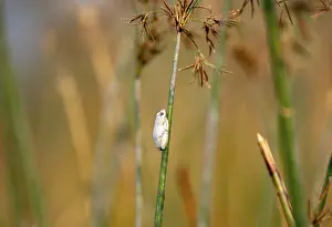 Marbled Reed Frog (Hyperolius marmoratus)