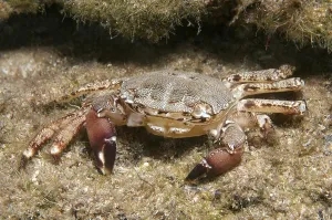 Marbled Rock Crab (Pachygrapsus marmoratus)