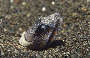 Marbled Snake Eel (Callechelys marmorata)