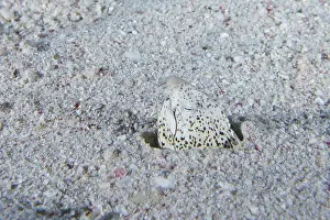 Marbled snake eel (Callechelys marmorata)