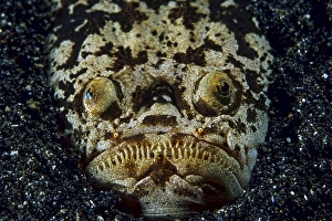 Marbled stargazer, (Uranoscopidea)