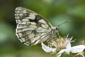 Marbled white (Melanargia galathea)