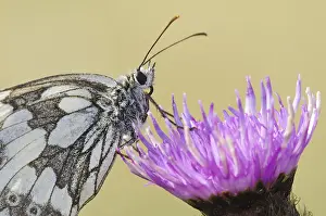Marbled White (Melanargia galathea) adult
