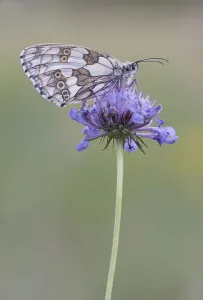 Marbled white (Melanargia galathea) on blue flower