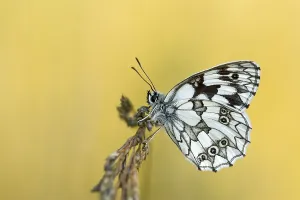Marbled white (Melanargia galathea) butterfly