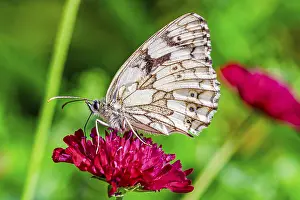 Marbled white (Melanargia galathea) butterfly on flower