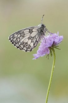 Marbled White (Melanargia galathea) on flower