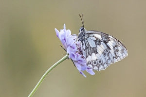 Marbled White (Melanargia galathea) on Meadow Widow Flower (Knautia arvensis)