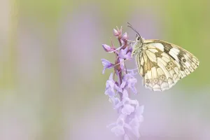 Marbled white (Melanargia galathea) sits on orchid (orchis)