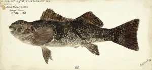 Marblefish or southern seacarp, Aplodactylus arctidens, the marblefish or southern seacarp, fish, reproduction of an original, by Frank Edward Clarke (b. 1849, d. 1899), ichthyologist and scientific draughtsman
