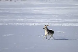 Marco Polo sheep (Ovis ammon polii)