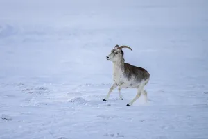 Marco Polo sheep (Ovis ammon polii)