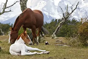 A mare and a foal on a green meadow in front of the Cuernos del Paine granite mountains