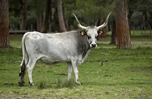 Maremma cattle, cow, Parco Regionale della Maremma
