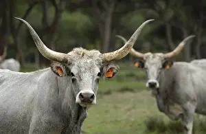 Maremma cattle, cows, Parco Regionale della Maremma