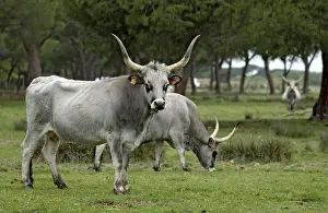 Maremma cattle, cows, Parco Regionale della Maremma