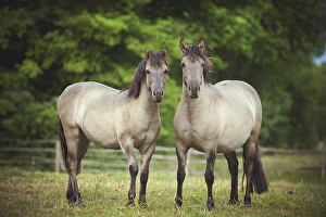 Two mares, Konik or Polish wild horses