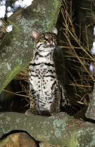 Margay Cat, leopardus wiedi, Adult sitting on Branch