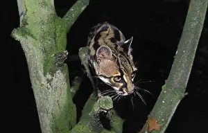 MARGAY CAT leopardus wiedi, ADULT STANDING IN TREE