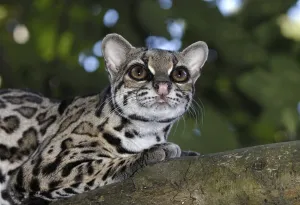 Margay (Felis wiedii), adult, lying on branch