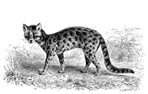 Margay (Leopardus wiedii), also called Peludo