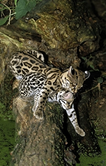 Margay (leopardus wiedii), FEMALE CAT WITH DICE IN THE MOUTH