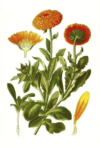 Marigold (Calendula officinalis)
