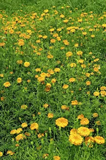 Marigold Flowers Gardens at Jodhpur